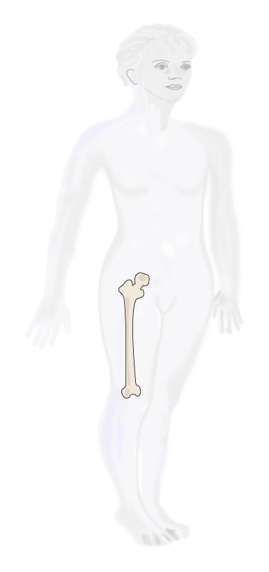 body with bone