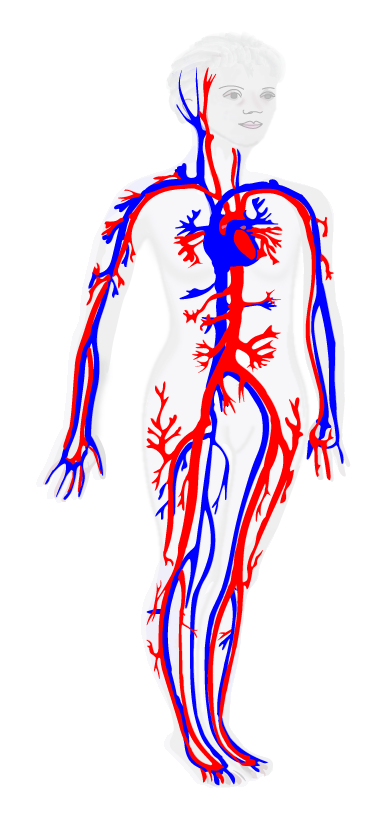body with circulation
