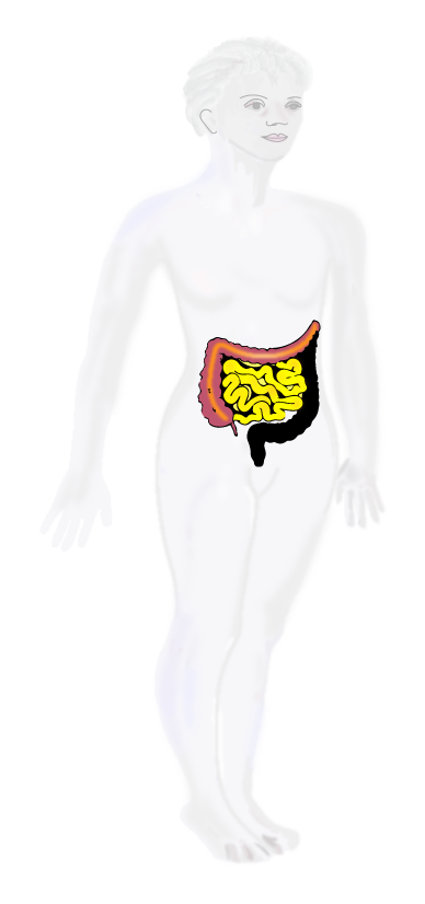 body with gut